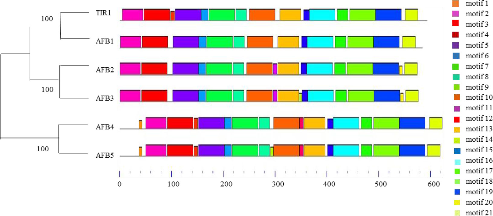 Frontiers Tir1 Afb Proteins Active Players In Abiotic And Biotic Stress Signaling