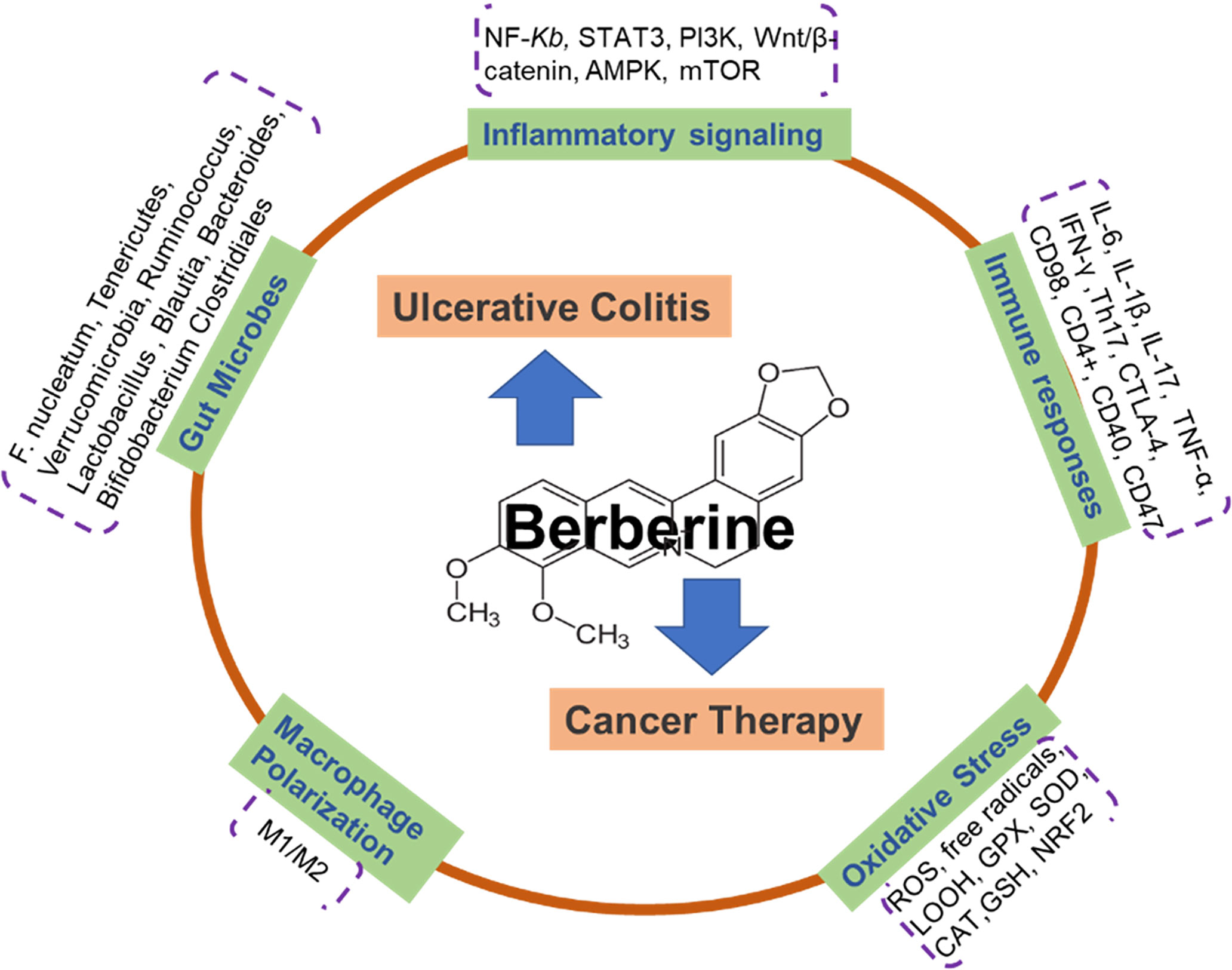 Frontiers Berberine a traditional Chinese drug repurposing Its