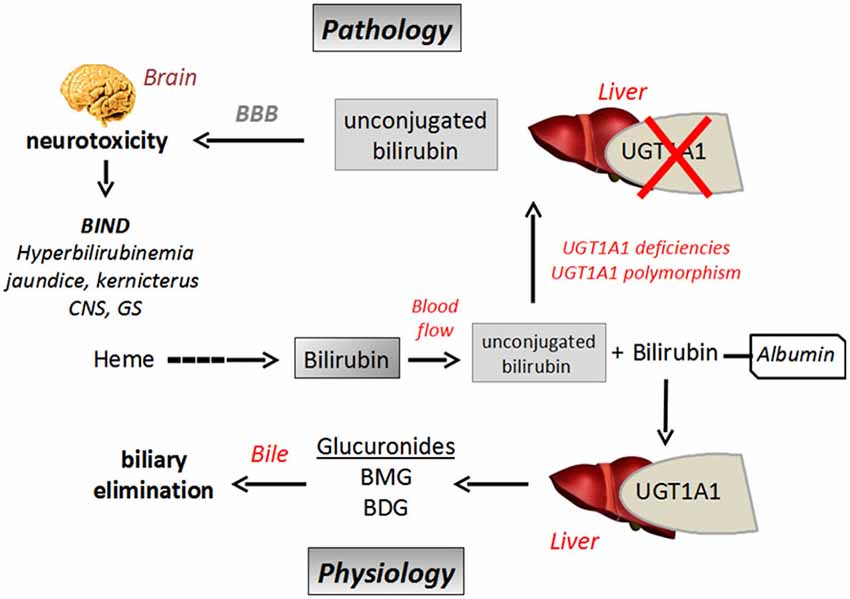 Frontiers The UDPglucuronosyltransferases of the bloodbrain barrier
