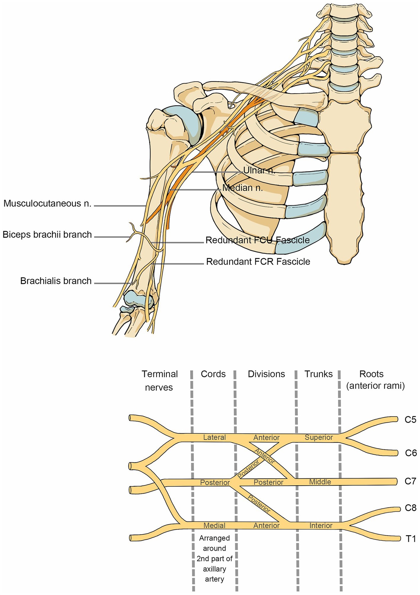 Frontiers Review Of Rehabilitation Protocols For Brachial Plexus Injury