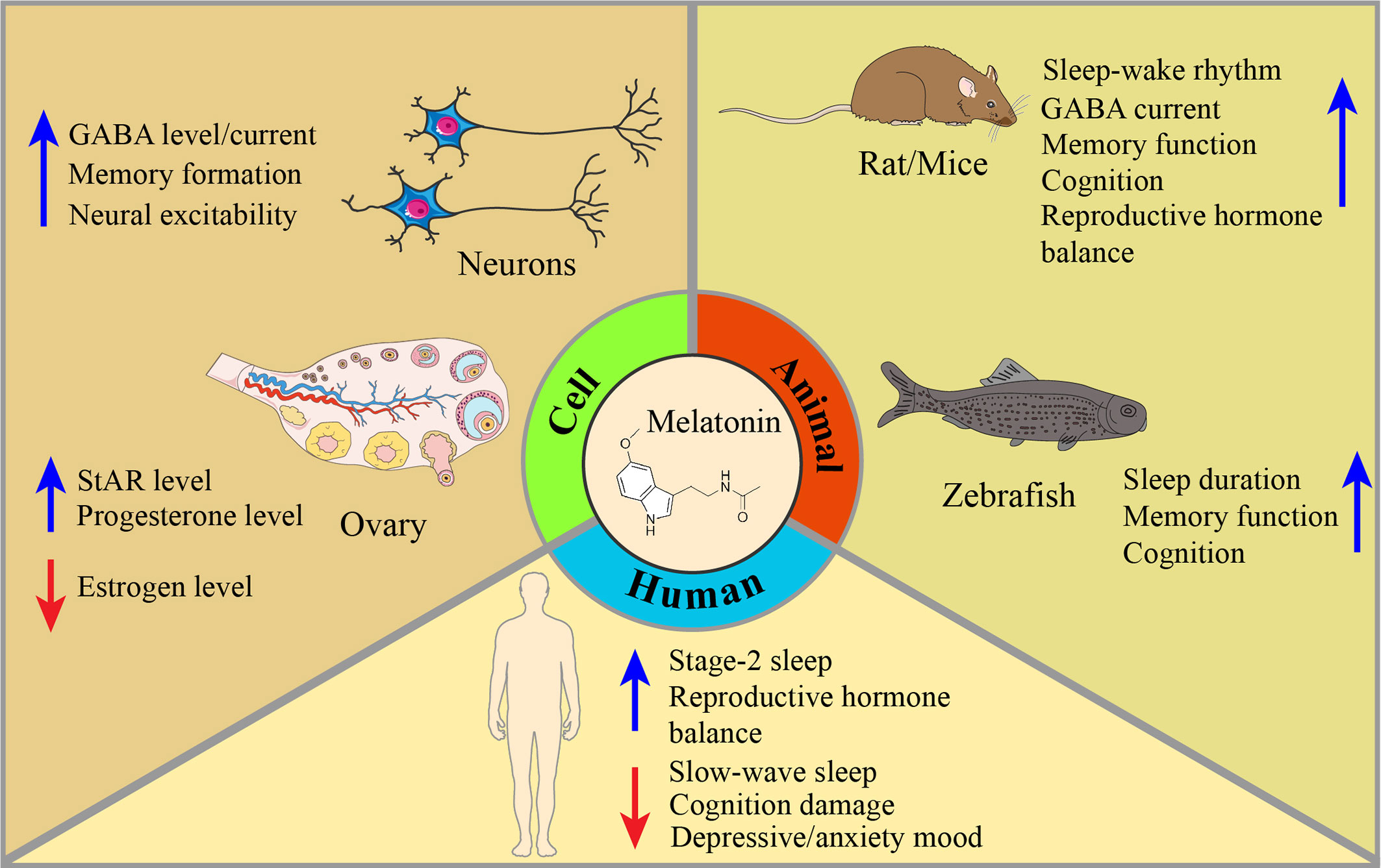 Frontiers Melatonin for premenstrual syndrome A potential remedy but not ready picture