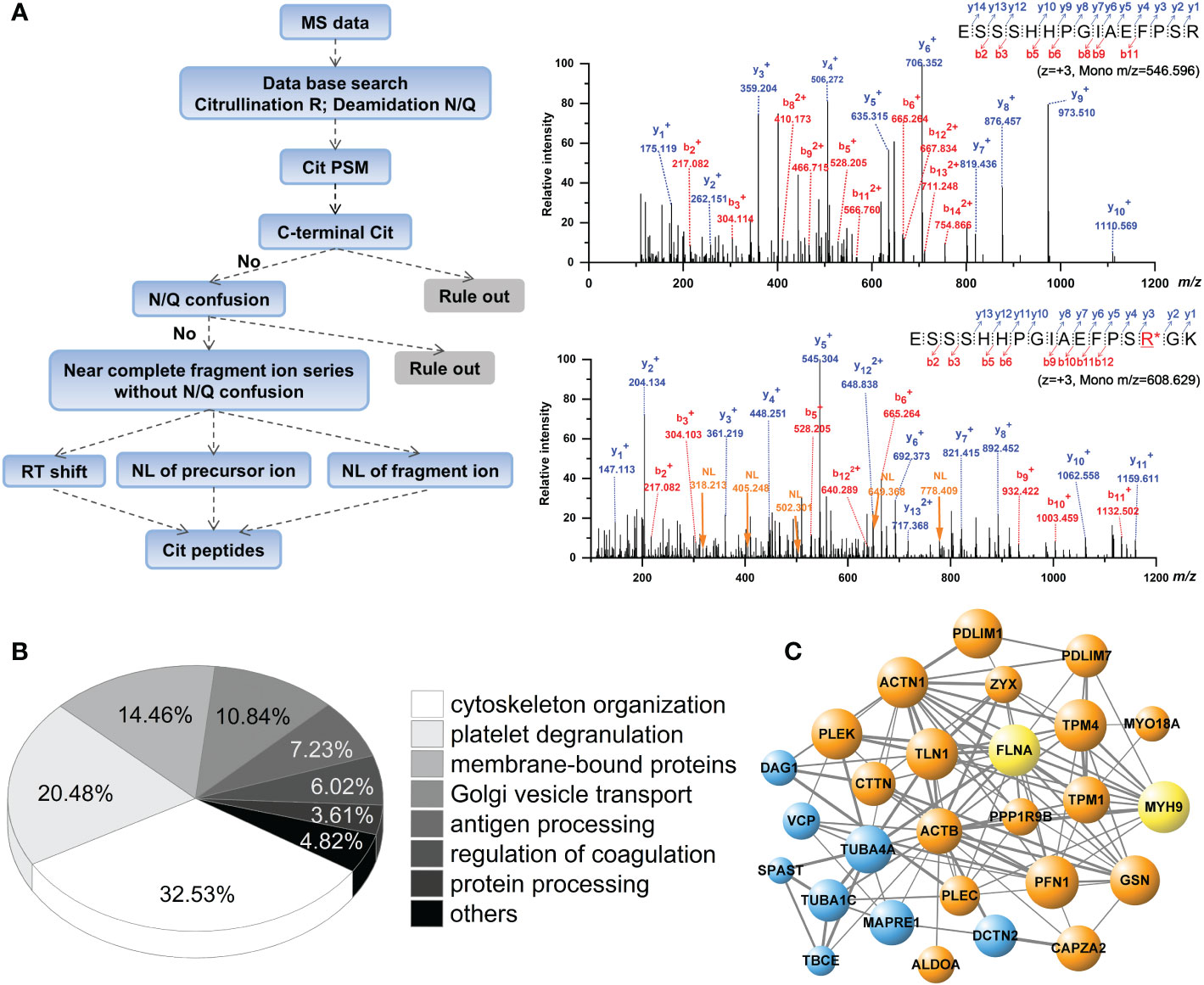 Frontiers  Citrullination of Proteins as a Specific Response