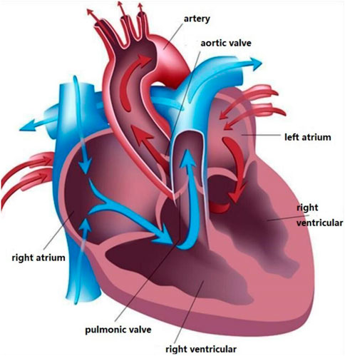 Frontiers | Heart sound classification based on improved mel-frequency ...