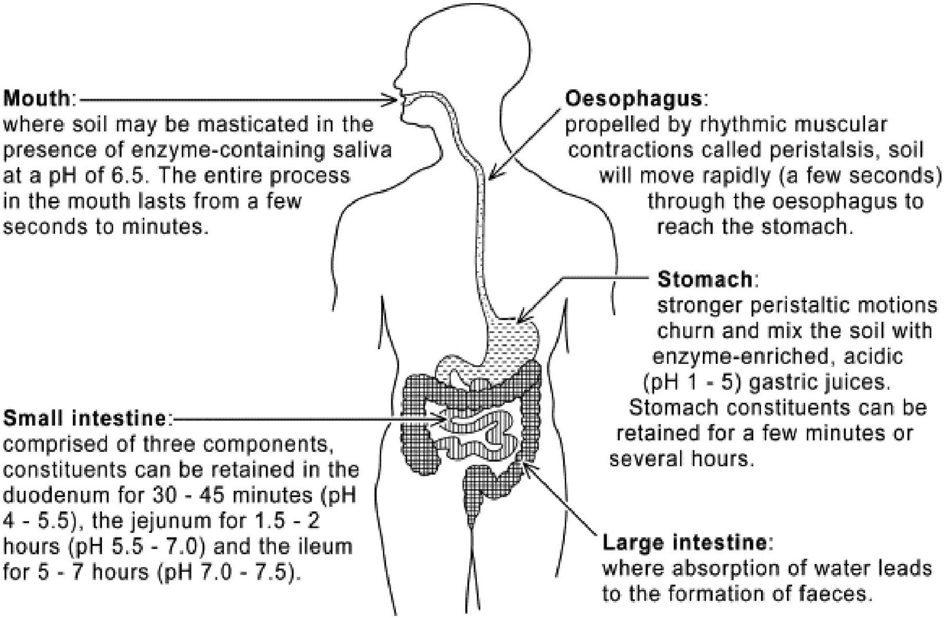 Pica and Amylophagy Are Common among Malagasy Men, Women and