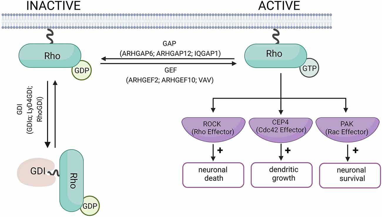 Frontiers  The Emerging Role of Rho Guanine Nucleotide Exchange