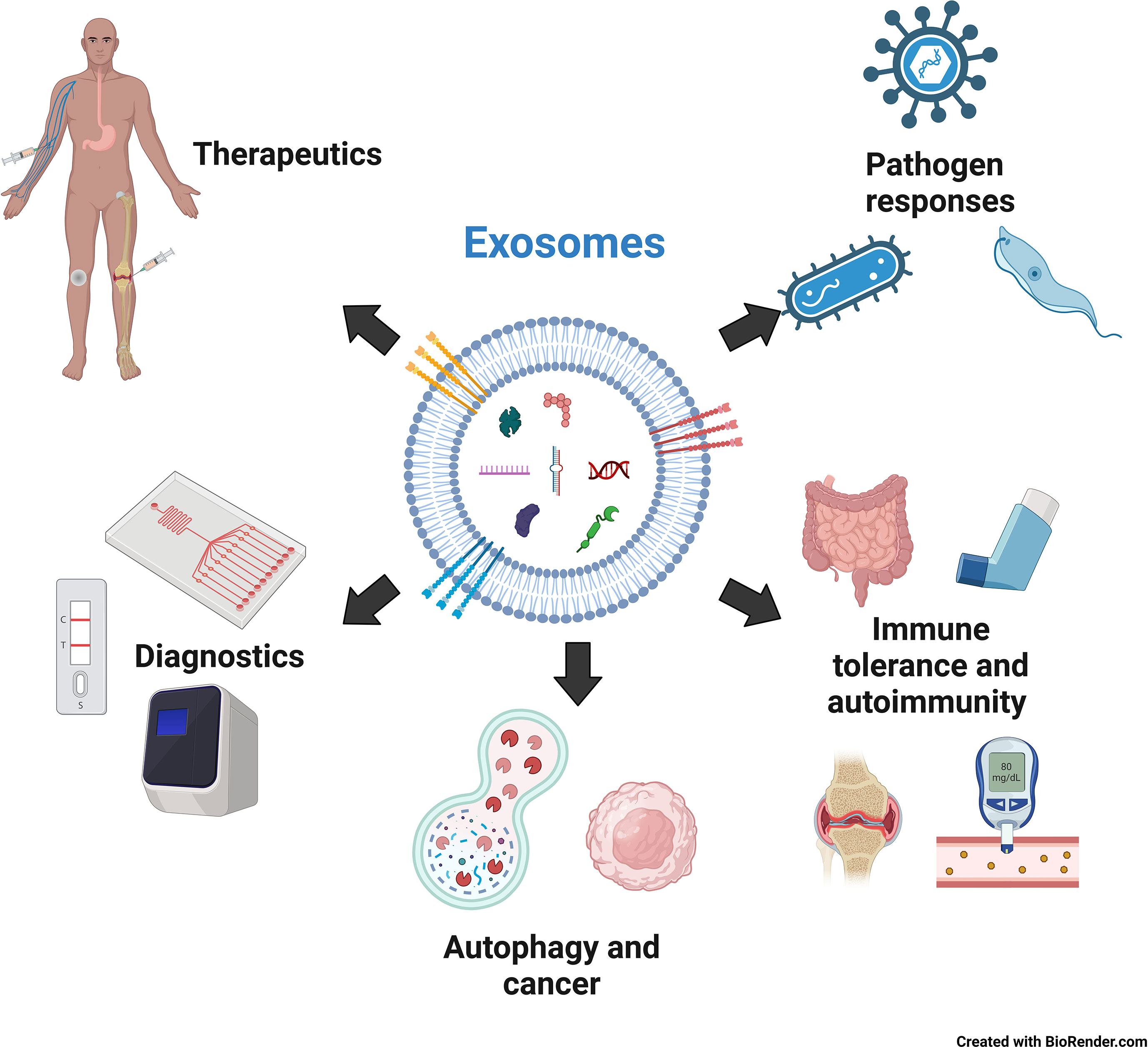 Frontiers | The emerging role of exosomes in innate immunity, diagnosis ...
