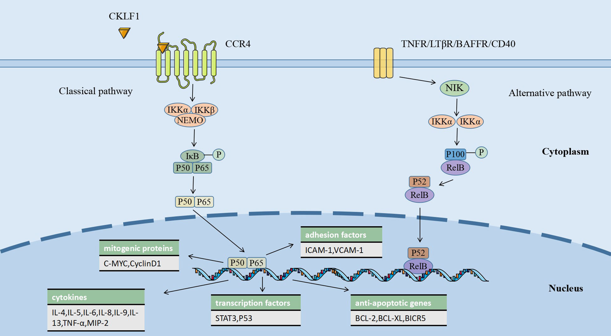 The Role of Exosomes in the Crosstalk between Adipocytes and Liver Cancer  Cells