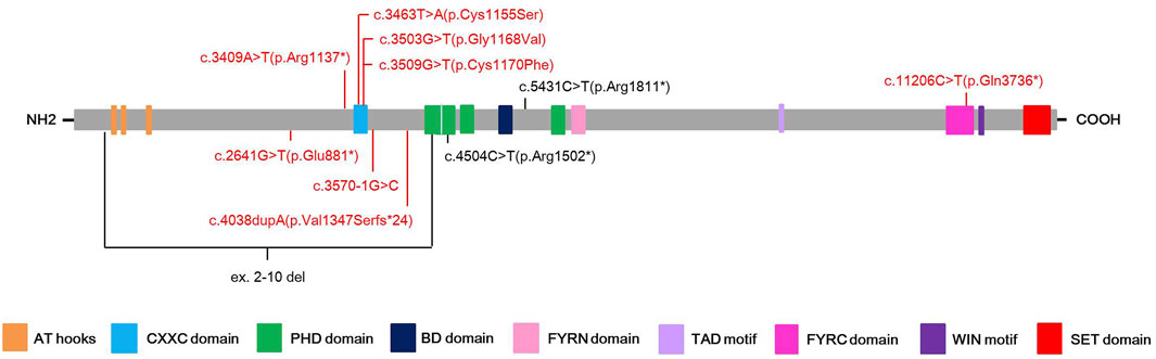 Expanding the phenotype associated to KMT2A variants: overlapping clinical  signs between Wiedemann–Steiner and Rubinstein–Taybi syndromes