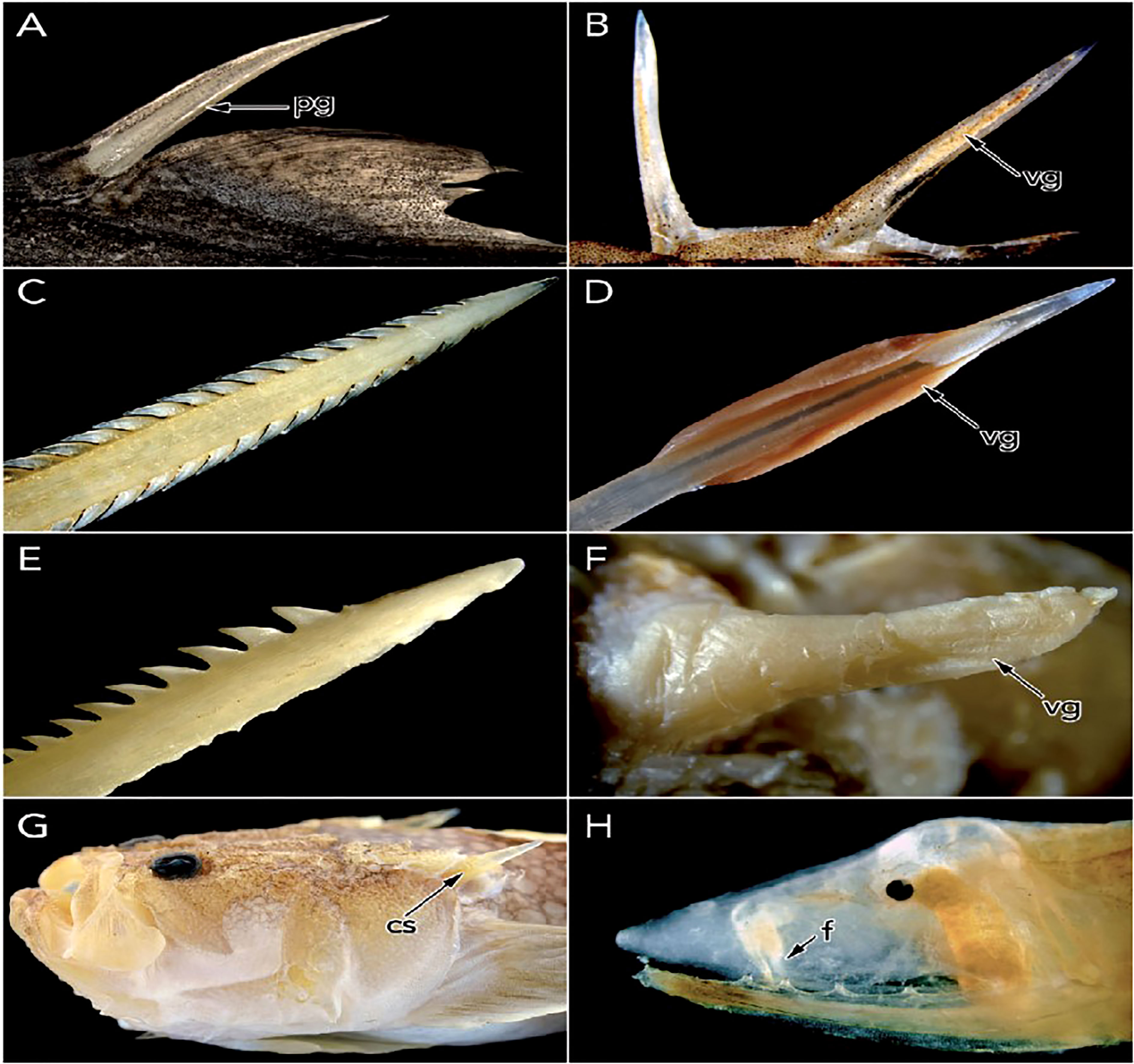 Frontiers  The perspective of fish venom: An overview of the physiology,  evolution, molecular and genetics
