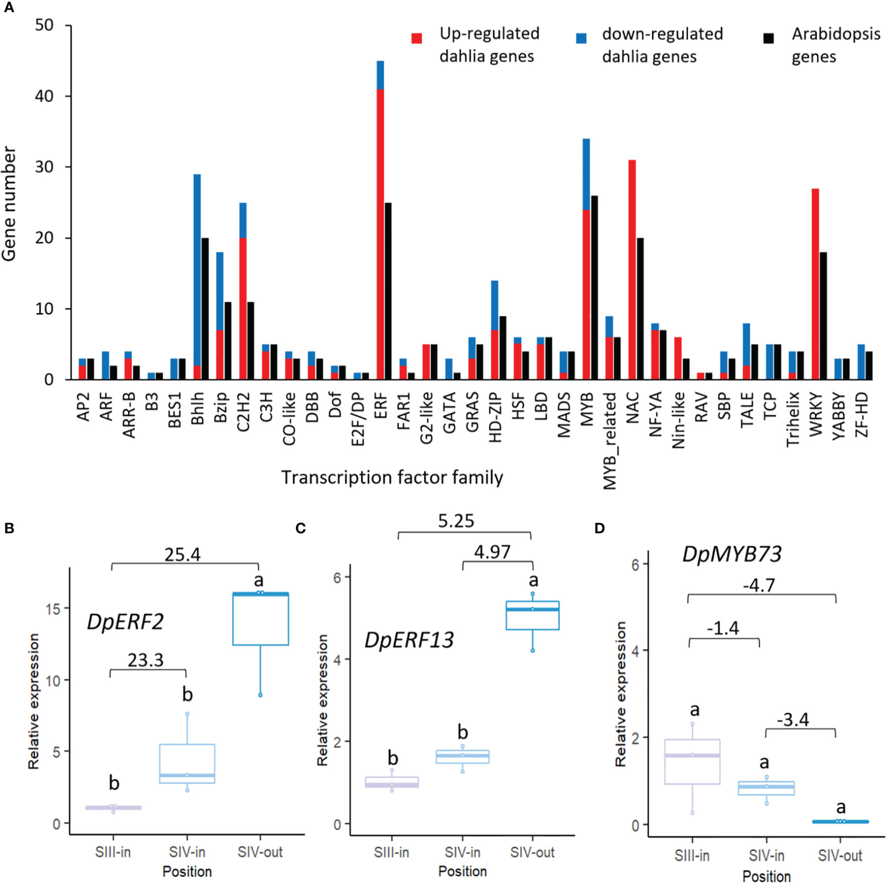 Frontiers | Senescence in dahlia flowers is regulated by a complex ...