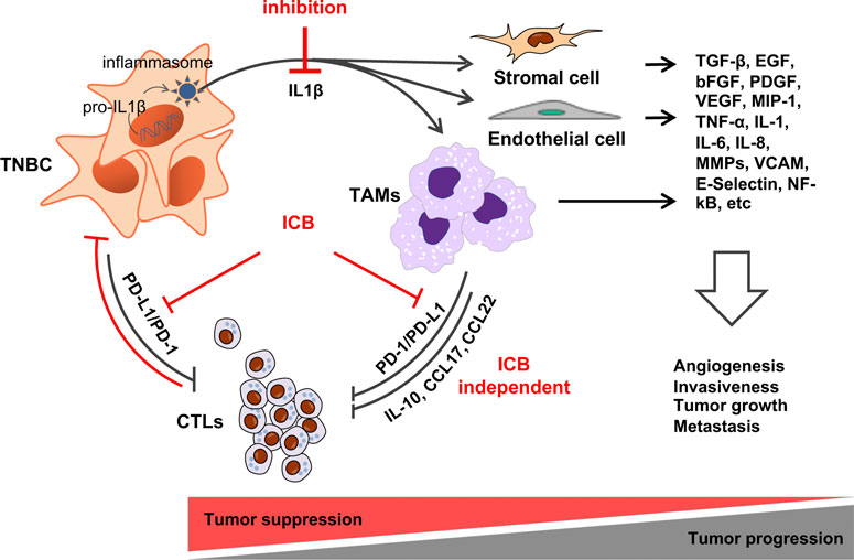 Breast cancer prevention by short-term inhibition of TGFβ