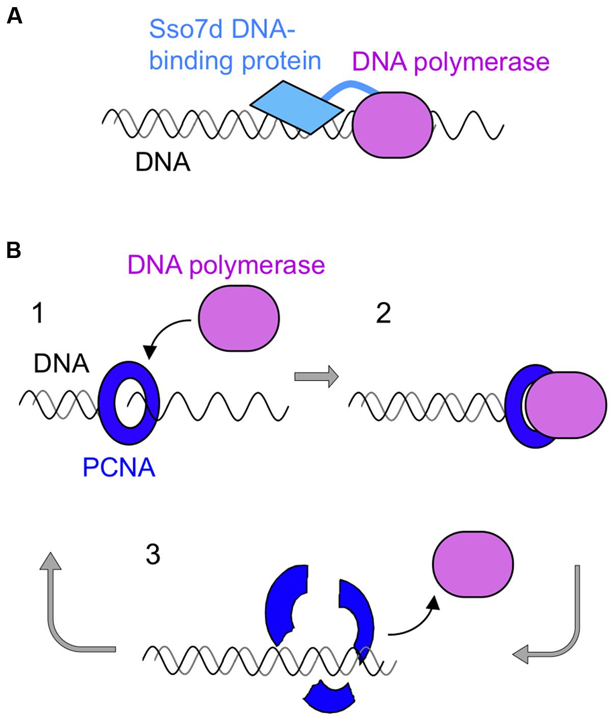 DNA polymerase. ДНК протеины. Taq-полимераза. DNA polymerase Alpha.