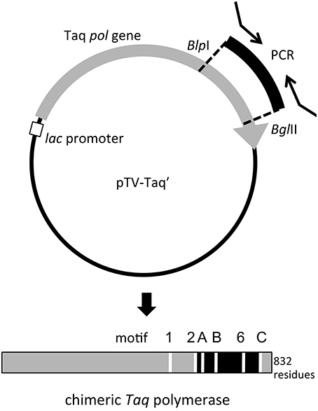 www.frontiersin.org