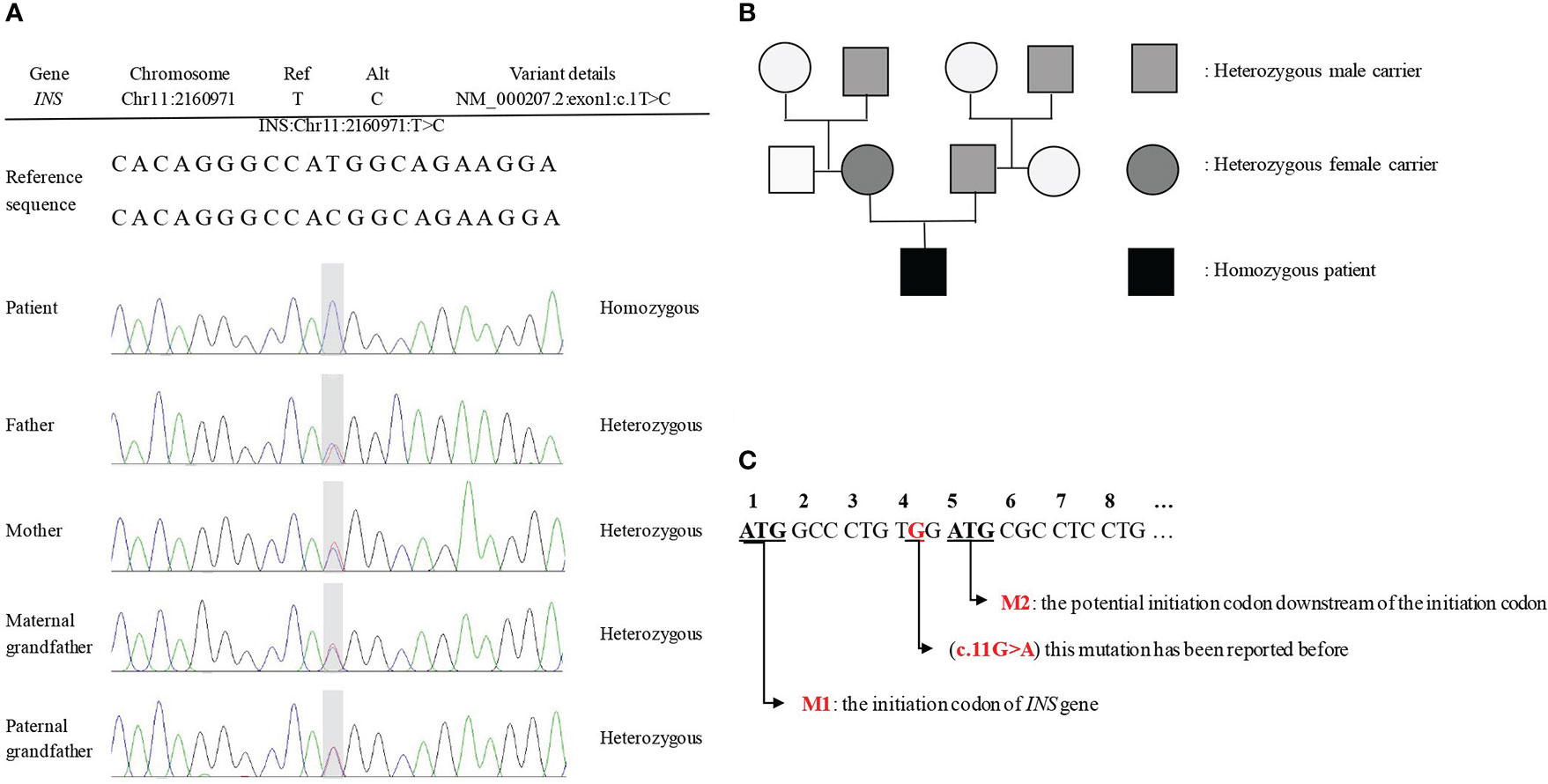 Frontiers  Case report: A 10-year prognosis of neonatal diabetes