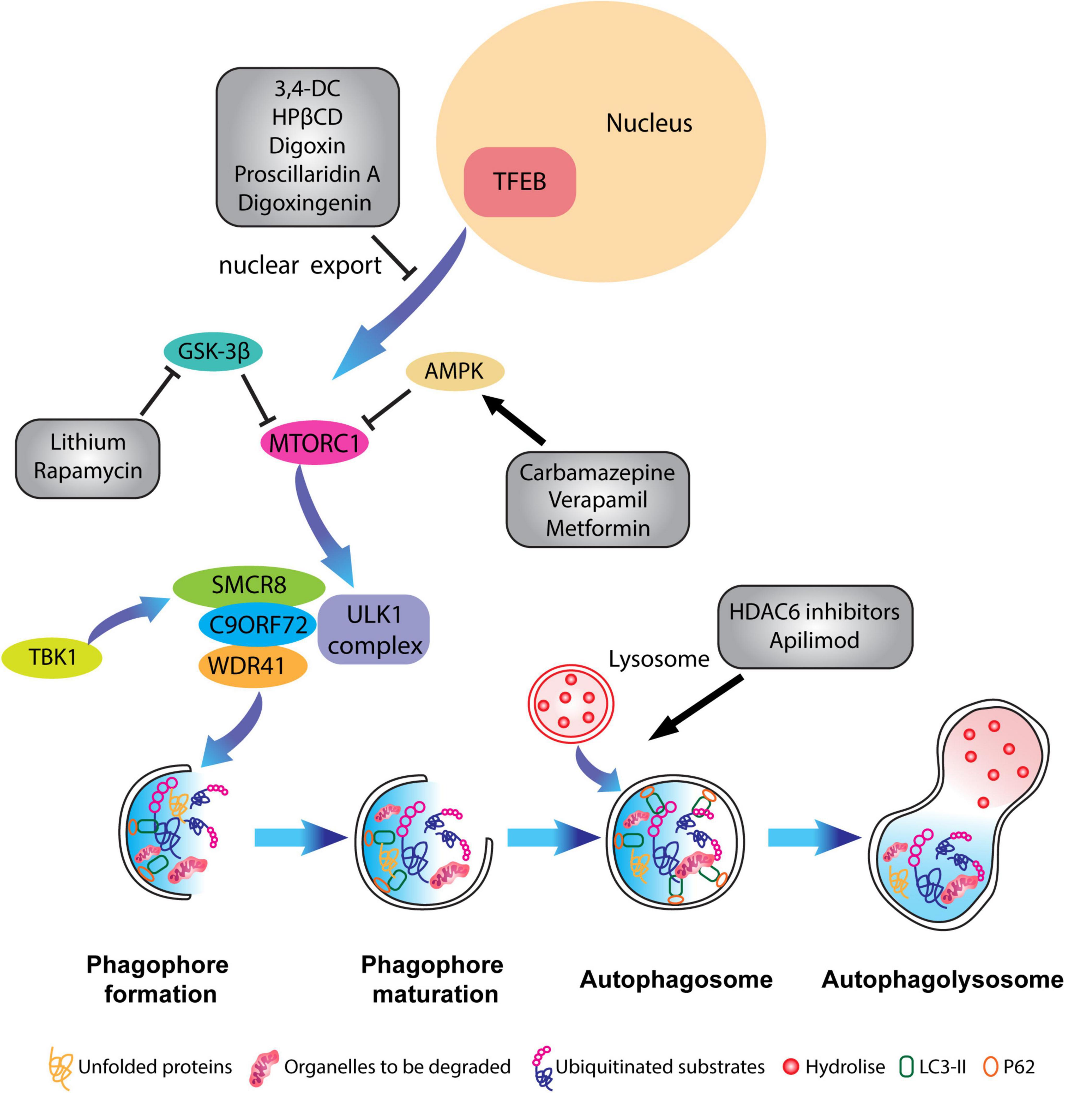 Frontiers Autophagy and neurodegeneration Unraveling the role of