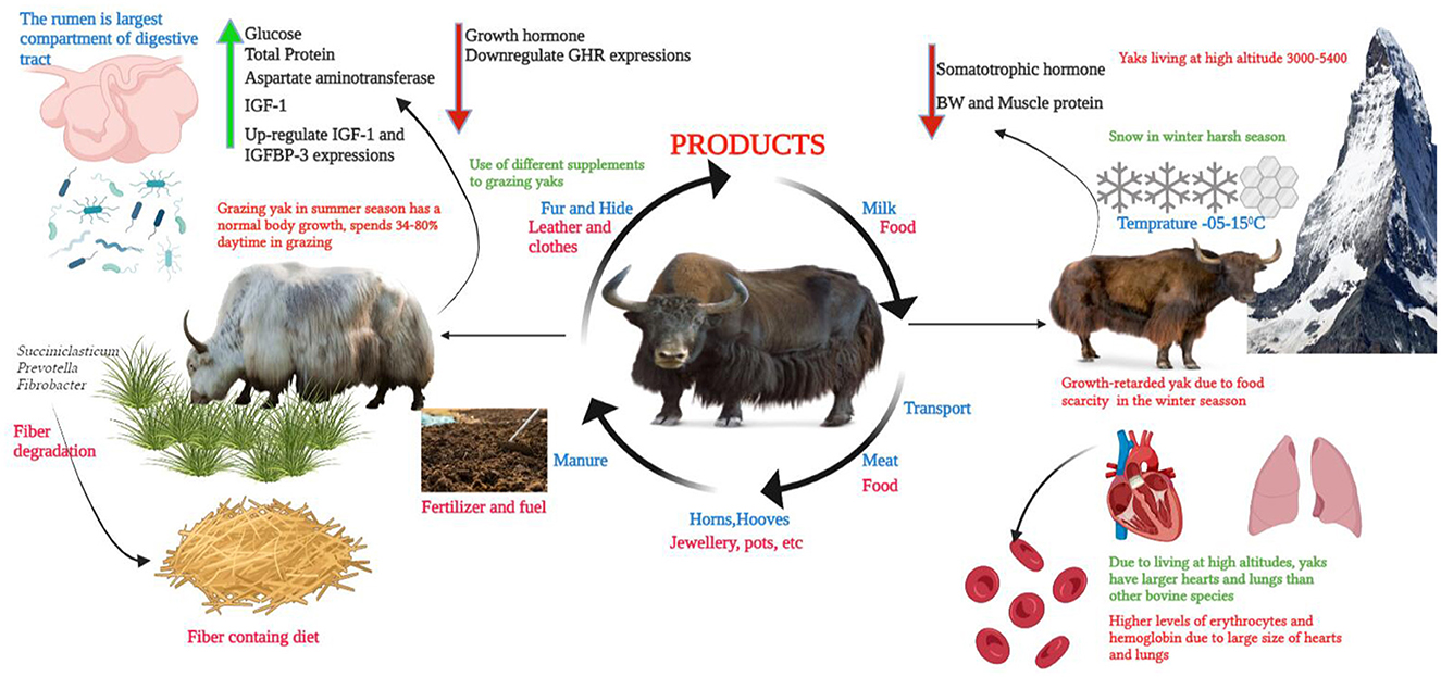Frontiers | “The Yak”—A remarkable animal living in a harsh environment: An  overview of its feeding, growth, production performance, and contribution  to food security