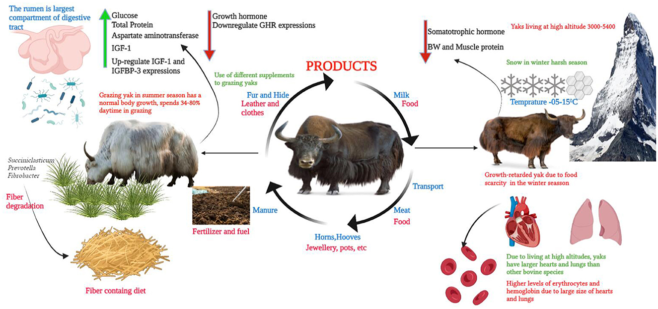Frontiers | “The Yak”—A remarkable animal living in a harsh environment: An overview of its feeding, growth, production performance, and contribution to food security Frontiers | “The Yak”—A remarkable animal living in a harsh environment: An overview of its feeding, growth, production performance, and contribution to food security