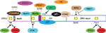 www.frontiersin.org