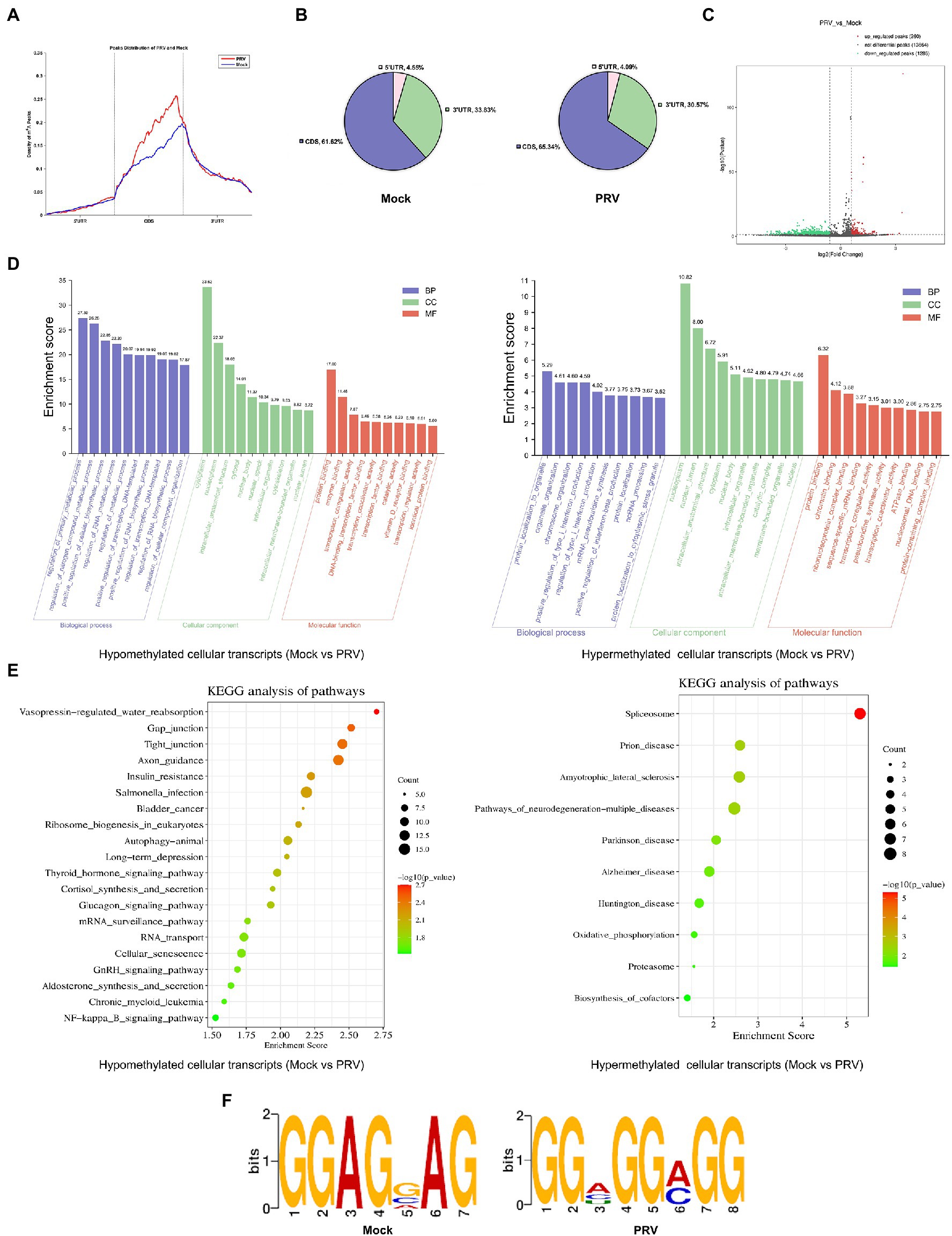 Frontiers  EBV Exploits RNA m6A Modification to Promote Cell Survival and  Progeny Virus Production During Lytic Cycle