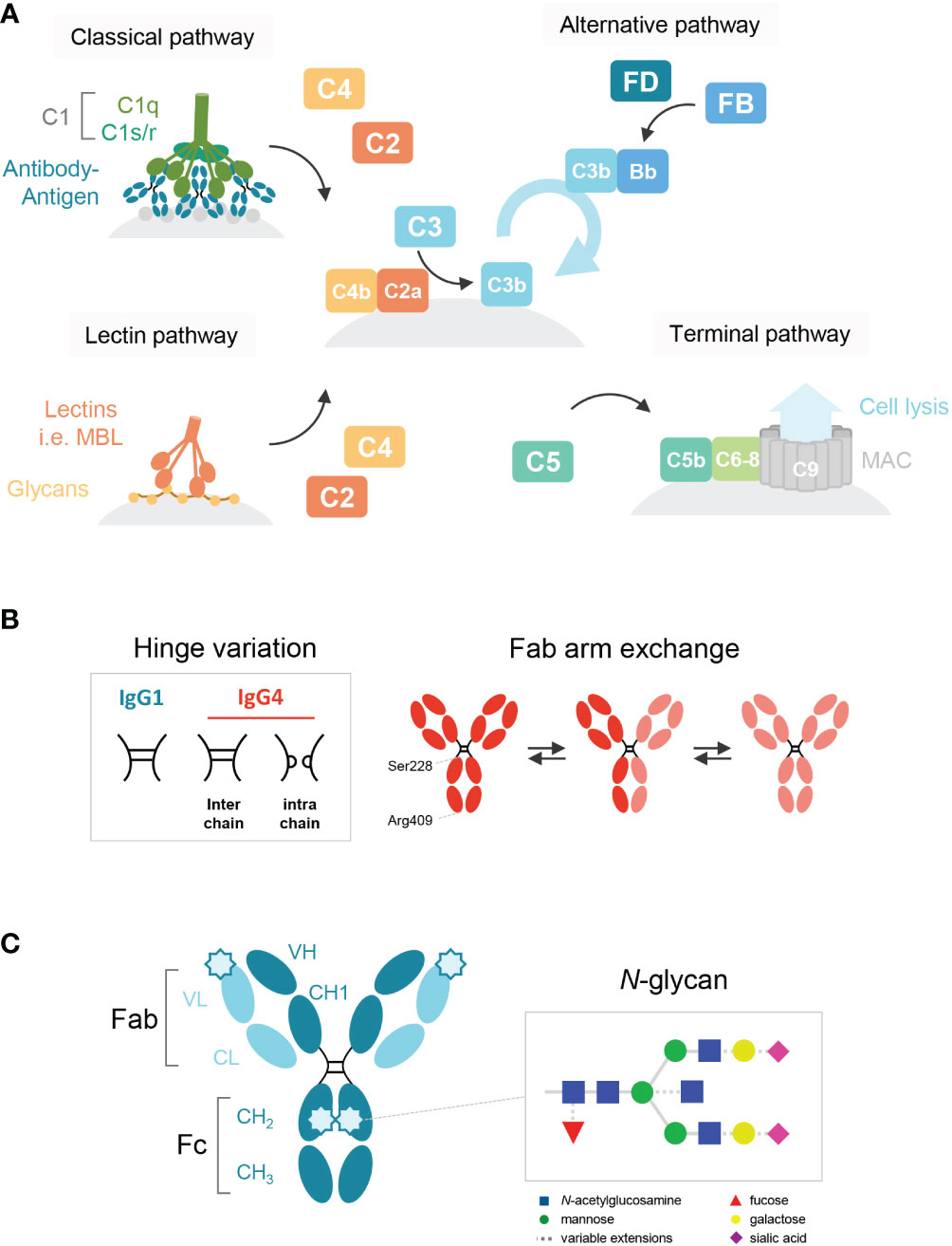 Frontiers  Unraveling cross-reactivity of anti-glycan IgG