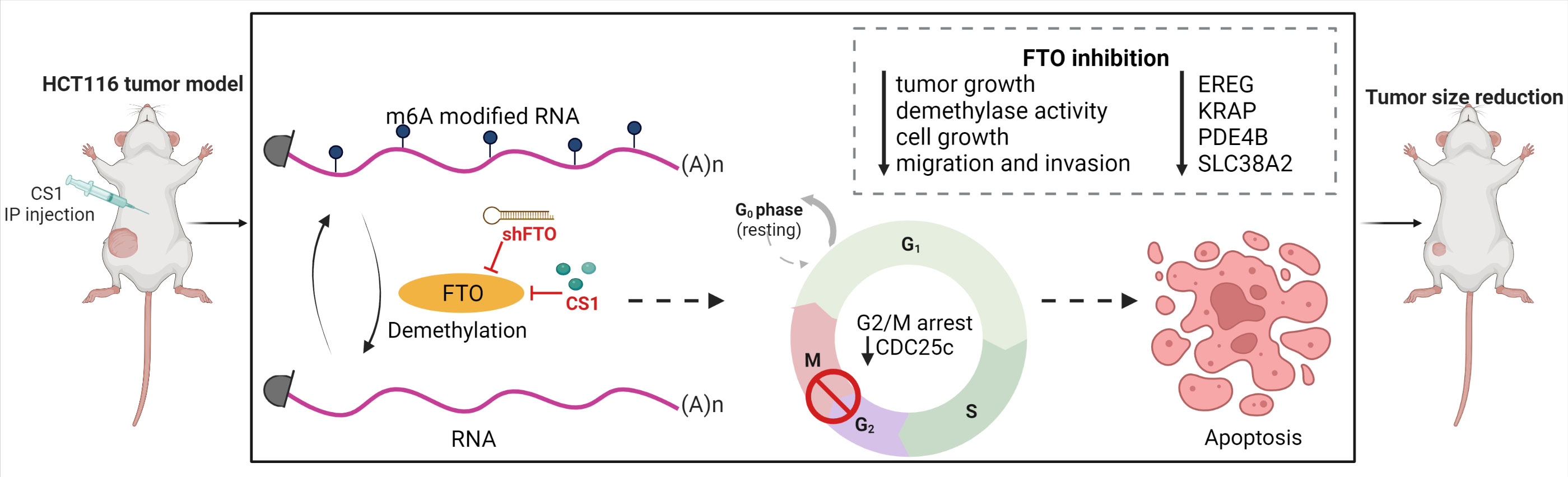 Frontiers | Targeting fat mass and obesity-associated