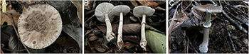 www.frontiersin.org