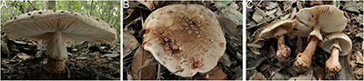 www.frontiersin.org