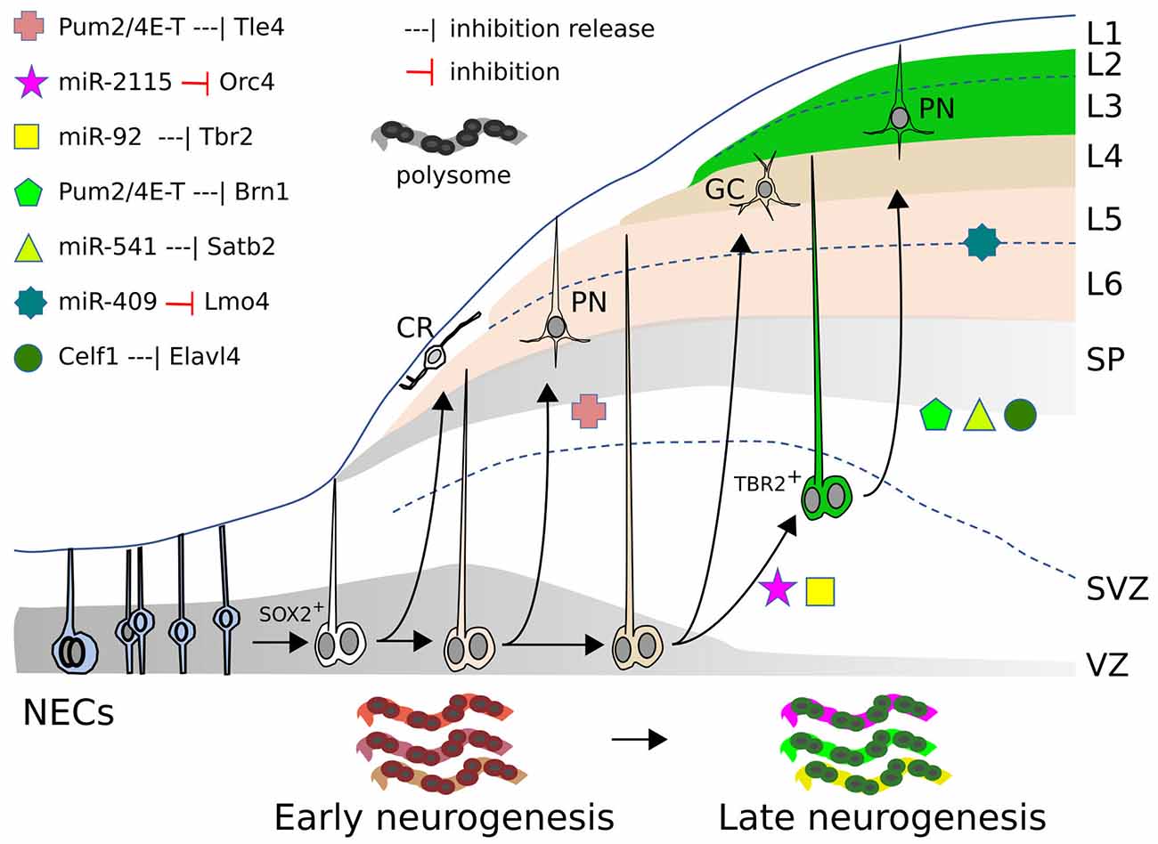 PDF) Translational derepression of Elavl4 isoforms at their alternative 5′  UTRs determines neuronal development