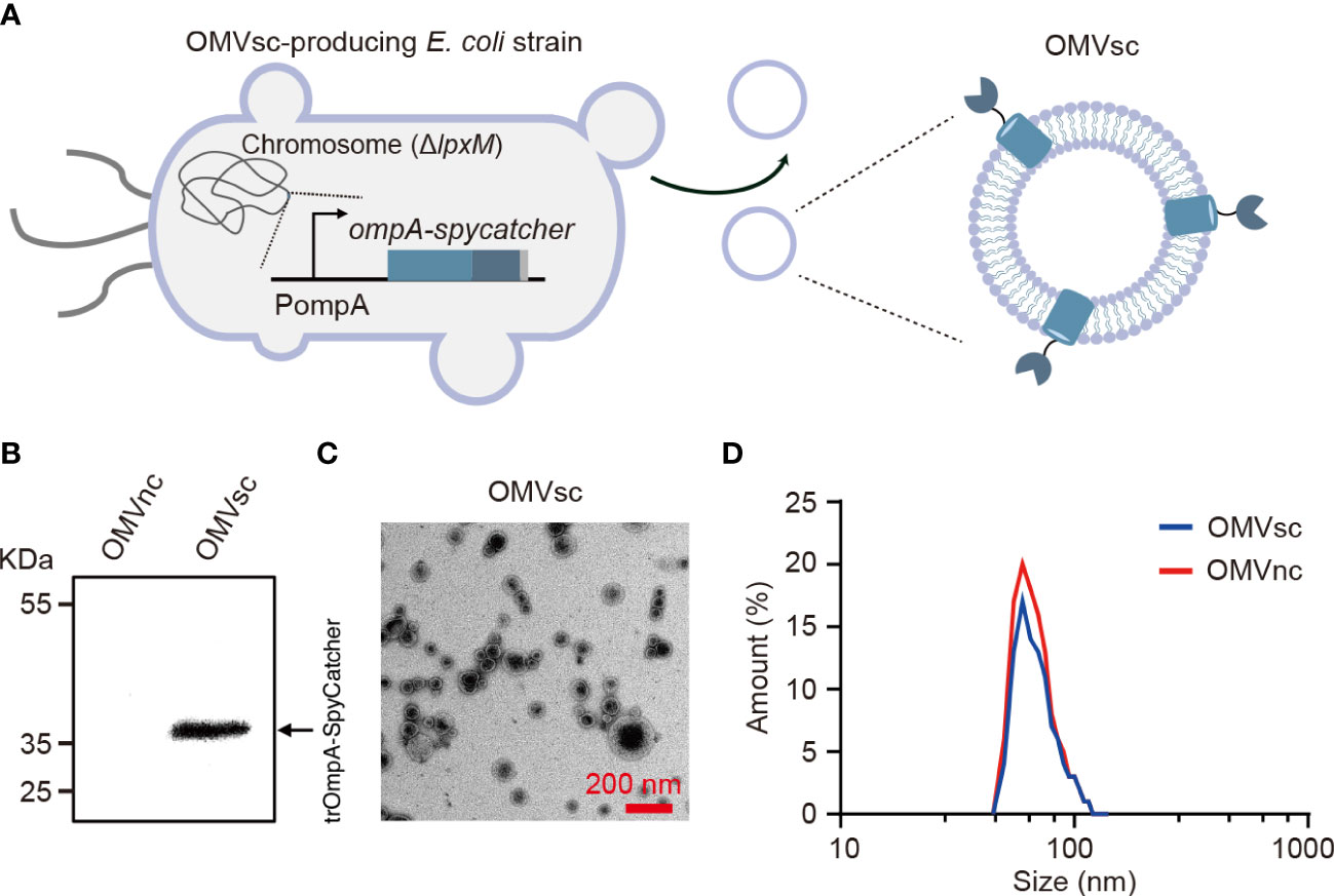 Full article: Intranasal and Intramuscular Immunization with Outer Membrane  Vesicles from Serogroup C Meningococci Induced Functional Antibodies and  Immunologic Memory