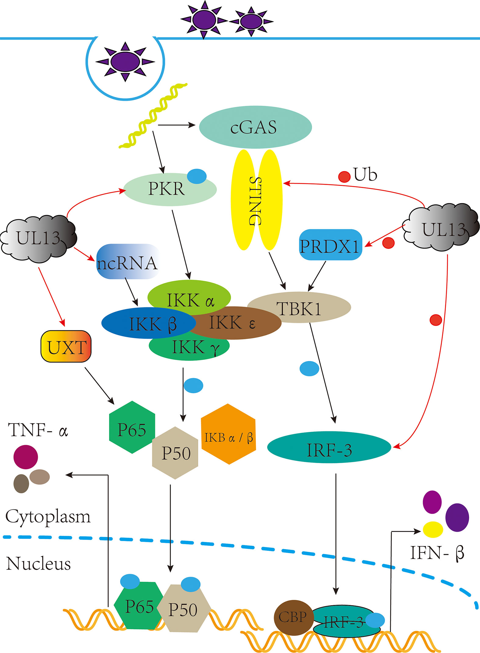 Frontiers | Mechanism of herpesvirus protein kinase UL13 in immune