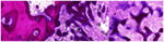 www.frontiersin.org