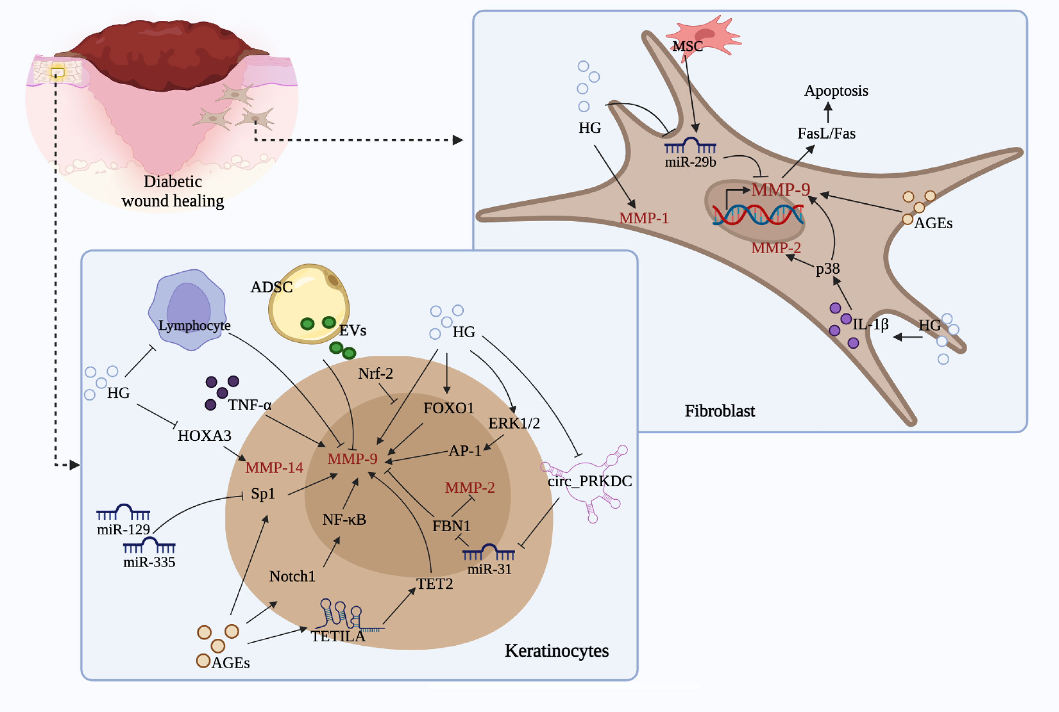 Frontiers  Exploring the contribution of pro-inflammatory cytokines to  impaired wound healing in diabetes