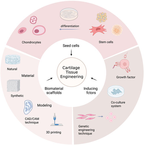 A comprehensive review on peptide-bearing biomaterials: From ex