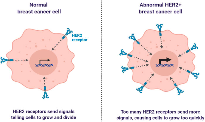 new research on her2 breast cancer