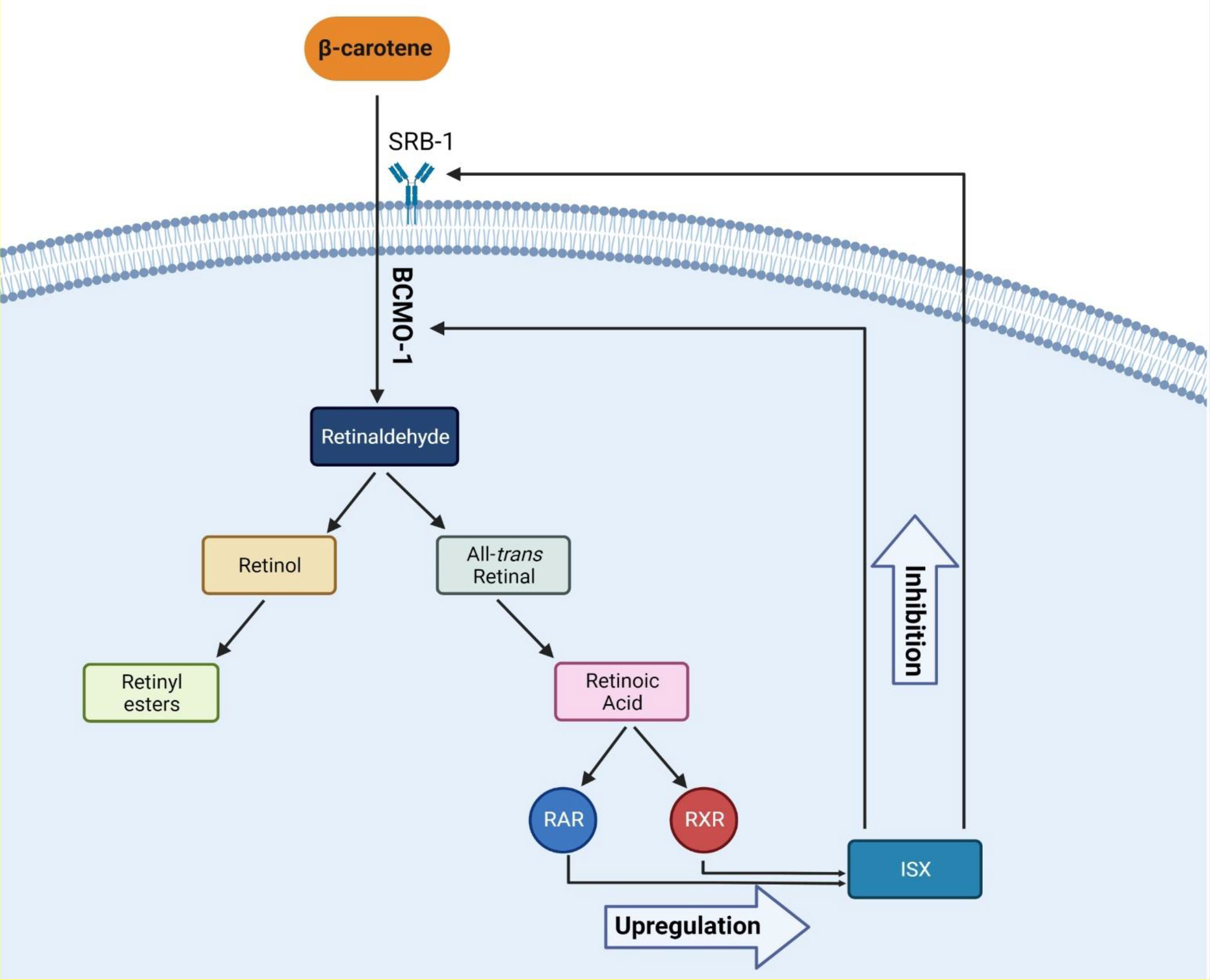 Beta-carotene and hormonal balance