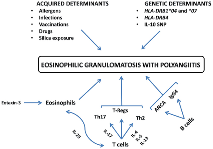 Frontiers Eosinophilic Granulomatosis With Polyangiitis An Overview