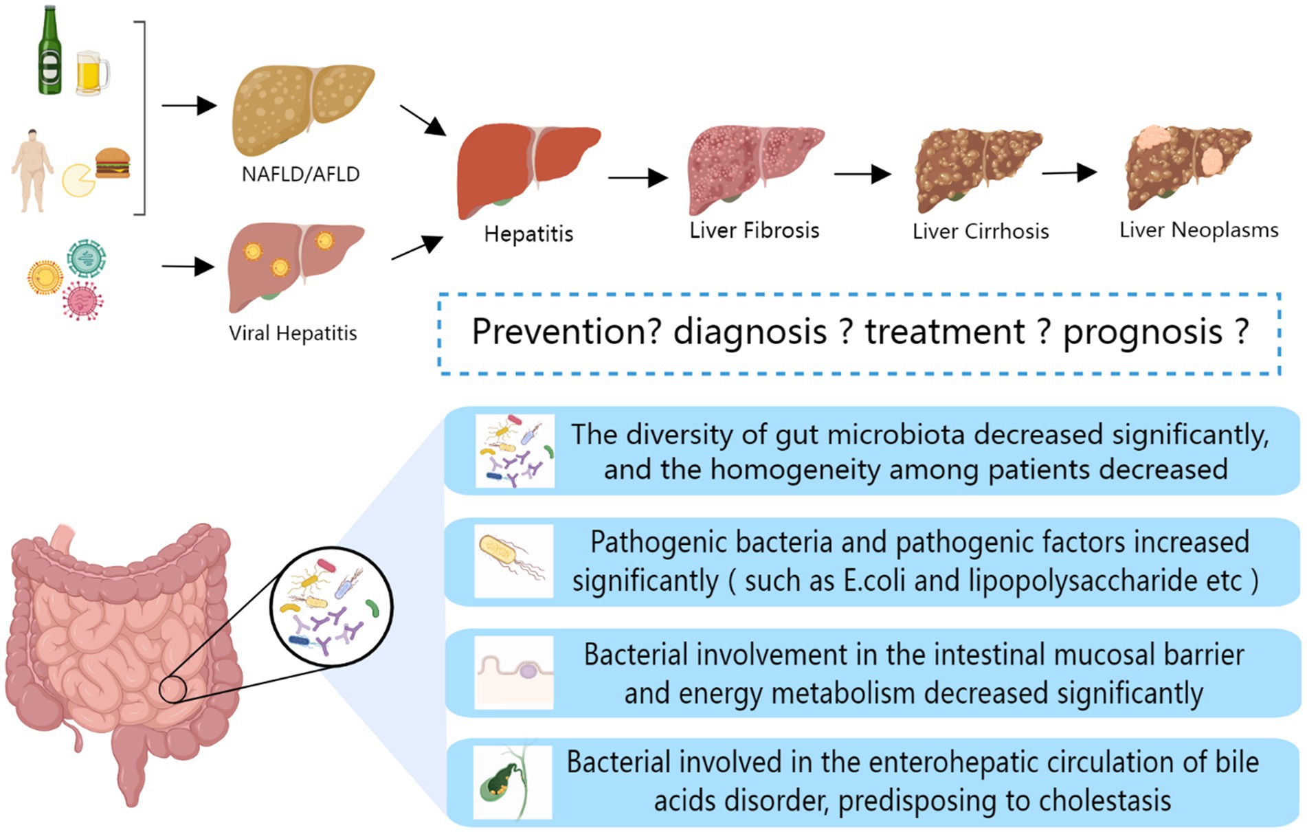 Frontiers | The gut microbiota: A new perspective for tertiary 
