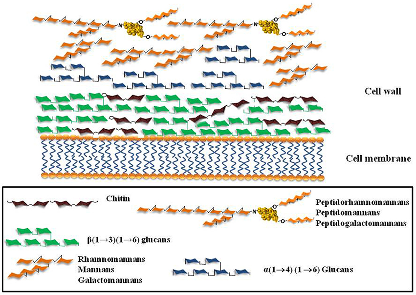 Имеется клеточная стенка из хитина. Fungal Cell Wall. Кандида клеточная стенка. Клеточная стенка из хитина у кого. Хитин в клеточной стенке.