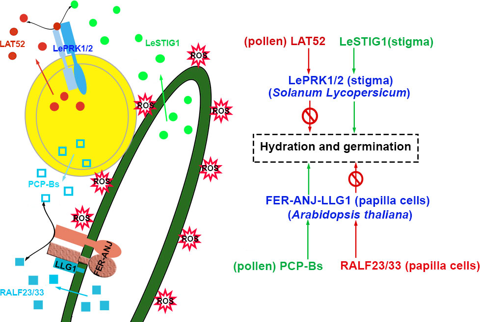 FER, ANJ, and HERK1 receptors interact with RALF6, 7, 16, 36, and 37