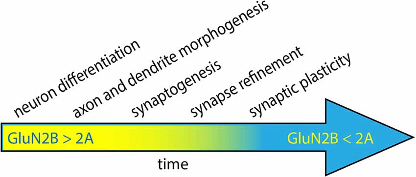 The GluN1, GluN2A, and GluN2B pre-M1 linker is intolerant to genetic