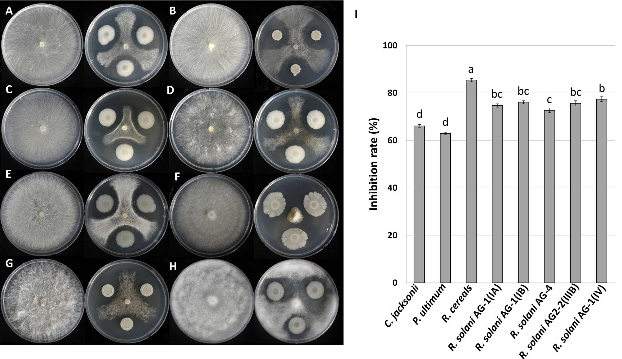 Design Activities Log — Week 10: Agar.io, by Jean-Paul