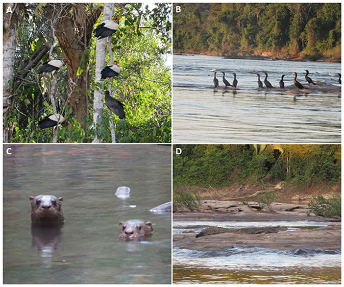 Figure 3 - Amazonian animals differ in their ability to cross rivers.