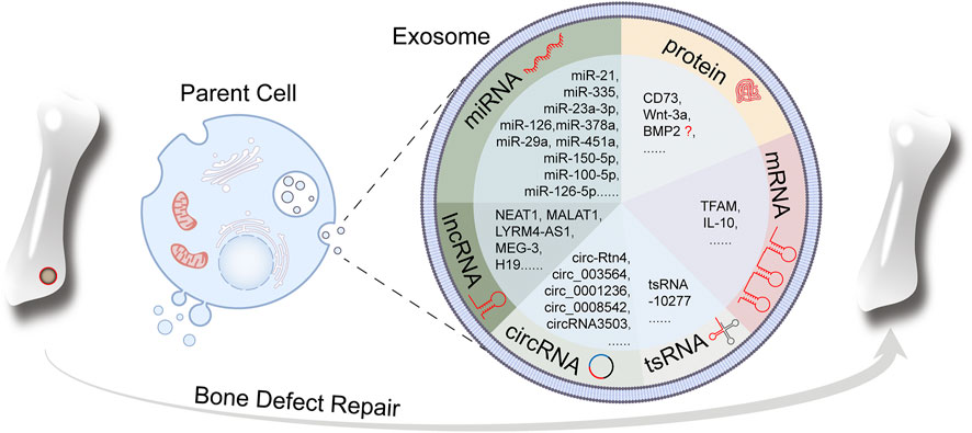 Frontiers | Engineering exosomes for bone defect repair
