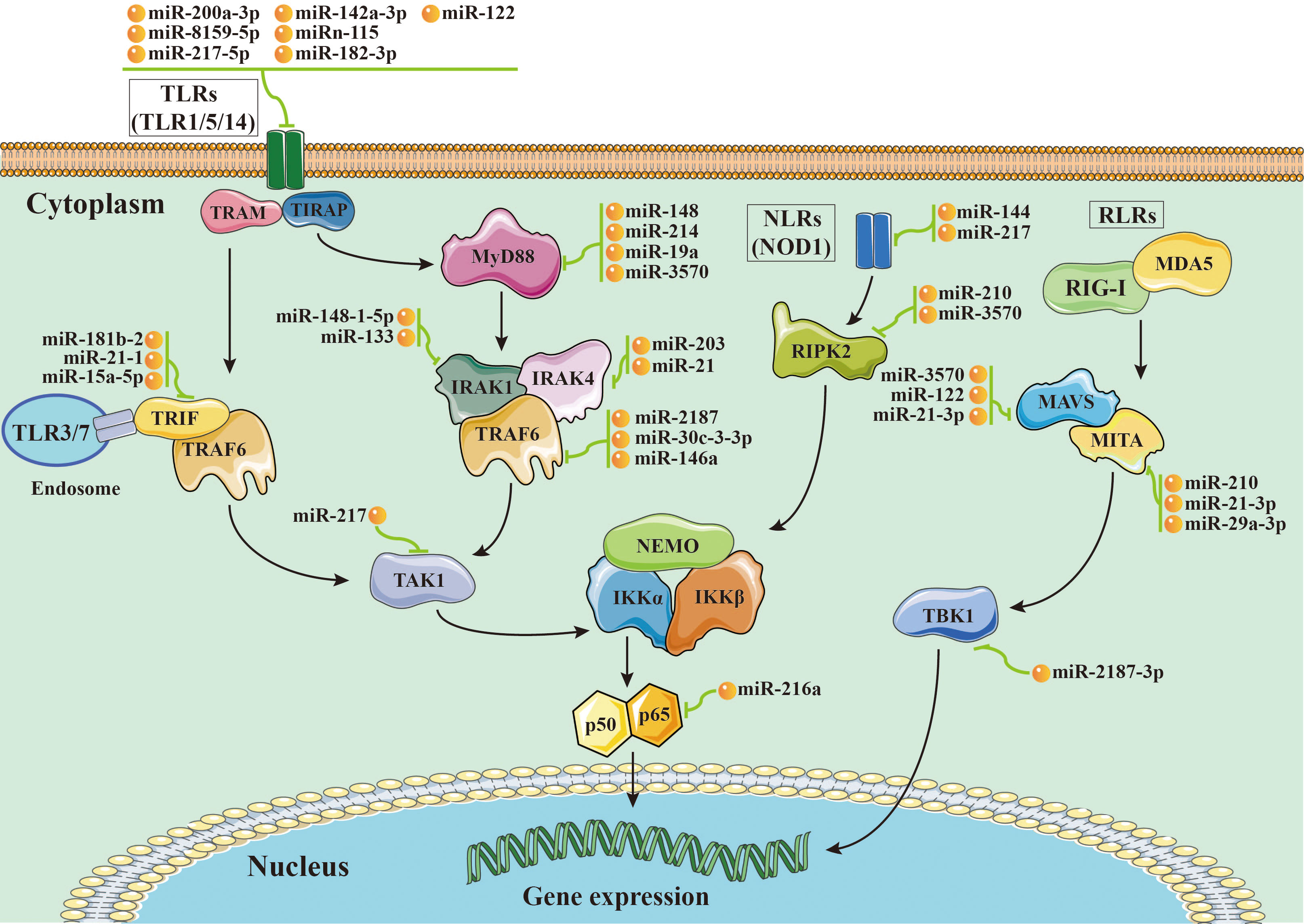 Frontiers  MicroRNAs, long non-coding RNAs, and circular RNAs and