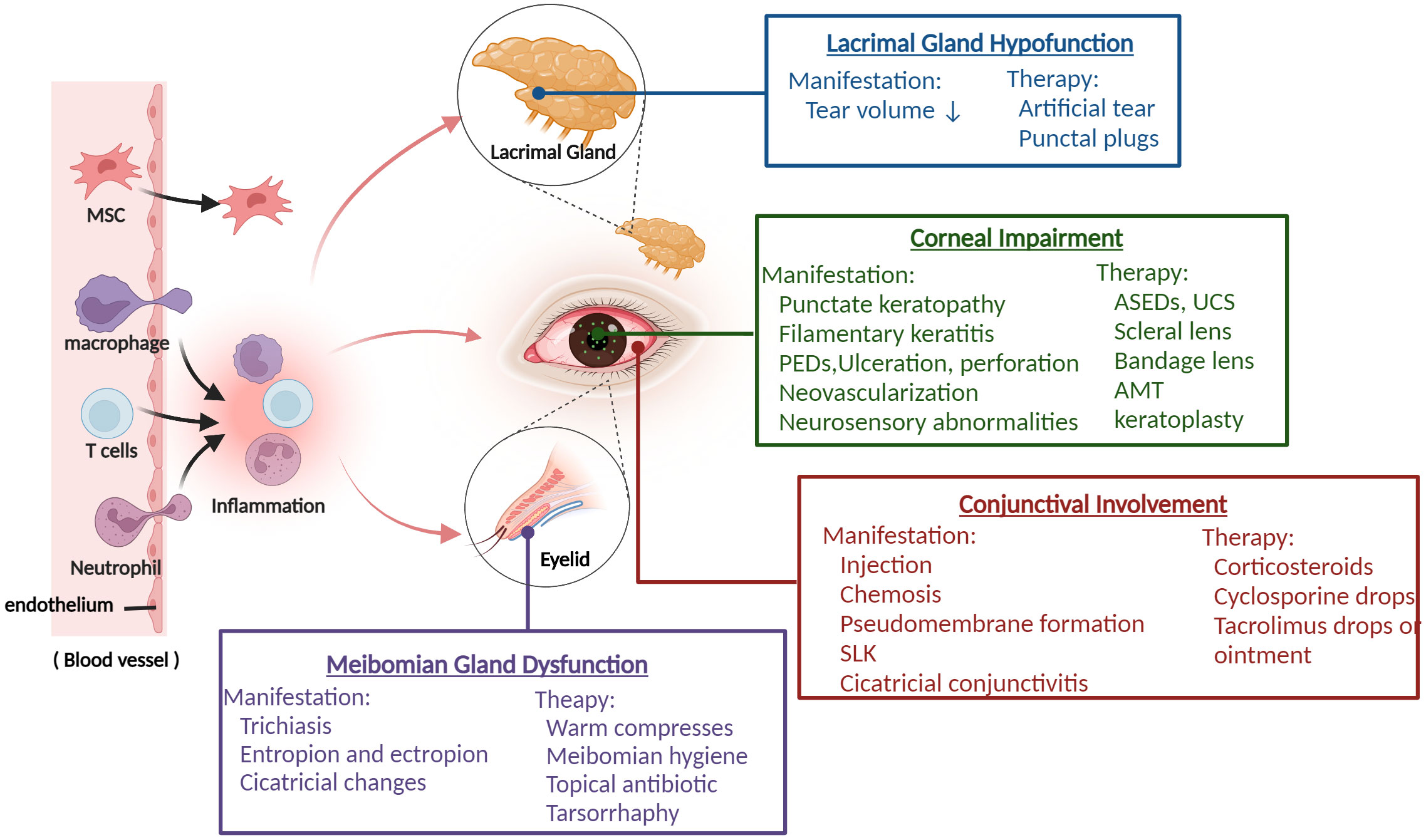 Frontiers | Recent advances in ocular graft-versus-host disease