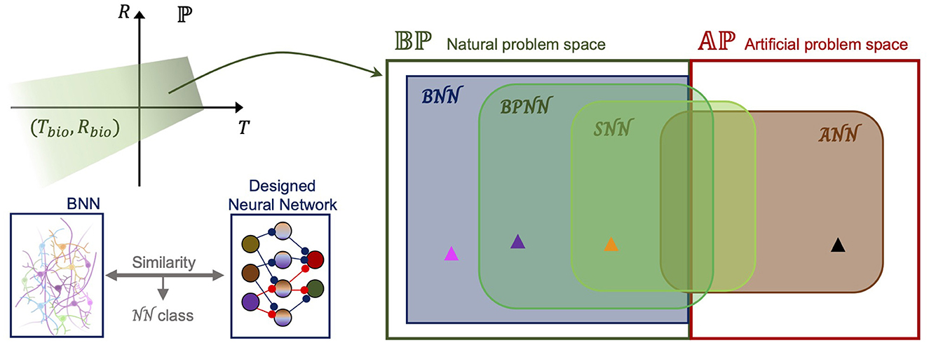 Frontiers  Distinctive properties of biological neural networks and recent  advances in bottom-up approaches toward a better biologically plausible  neural network