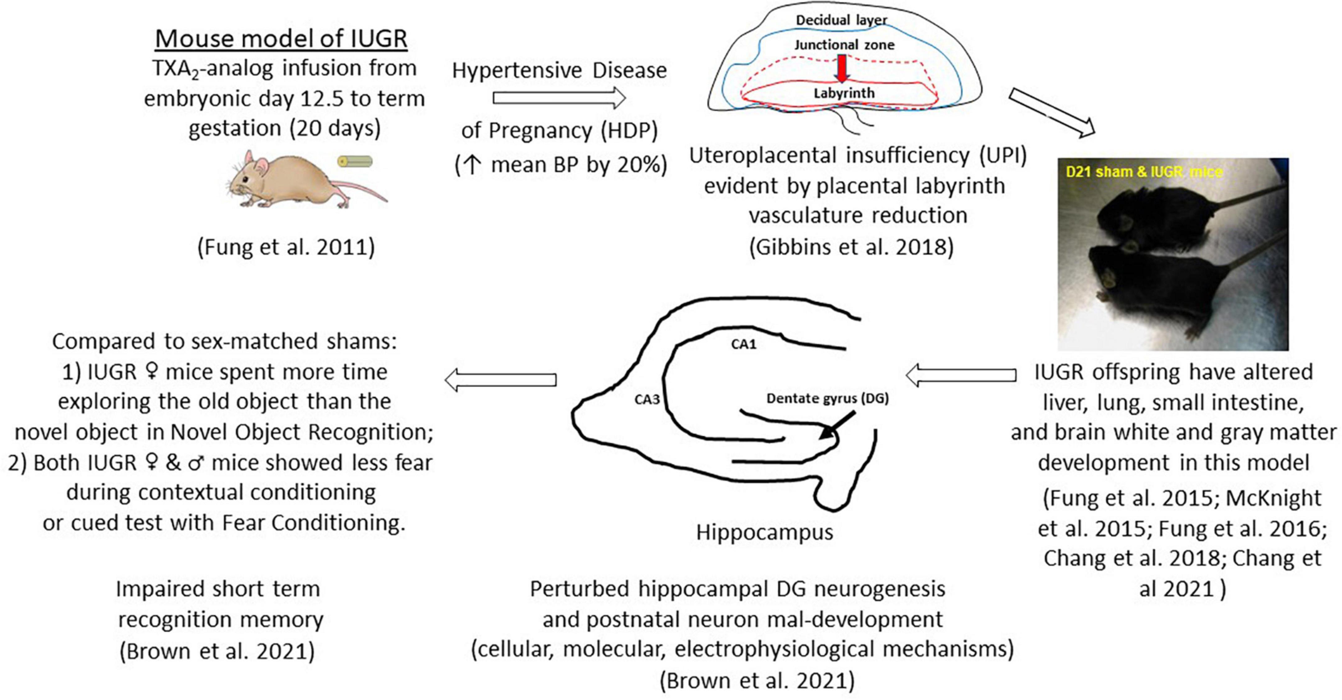 Frontiers Effects of intrauterine growth restriction on embryonic hippocampal dentate gyrus neurogenesis and postnatal critical period of synaptic plasticity that govern learning and memory function photo pic picture