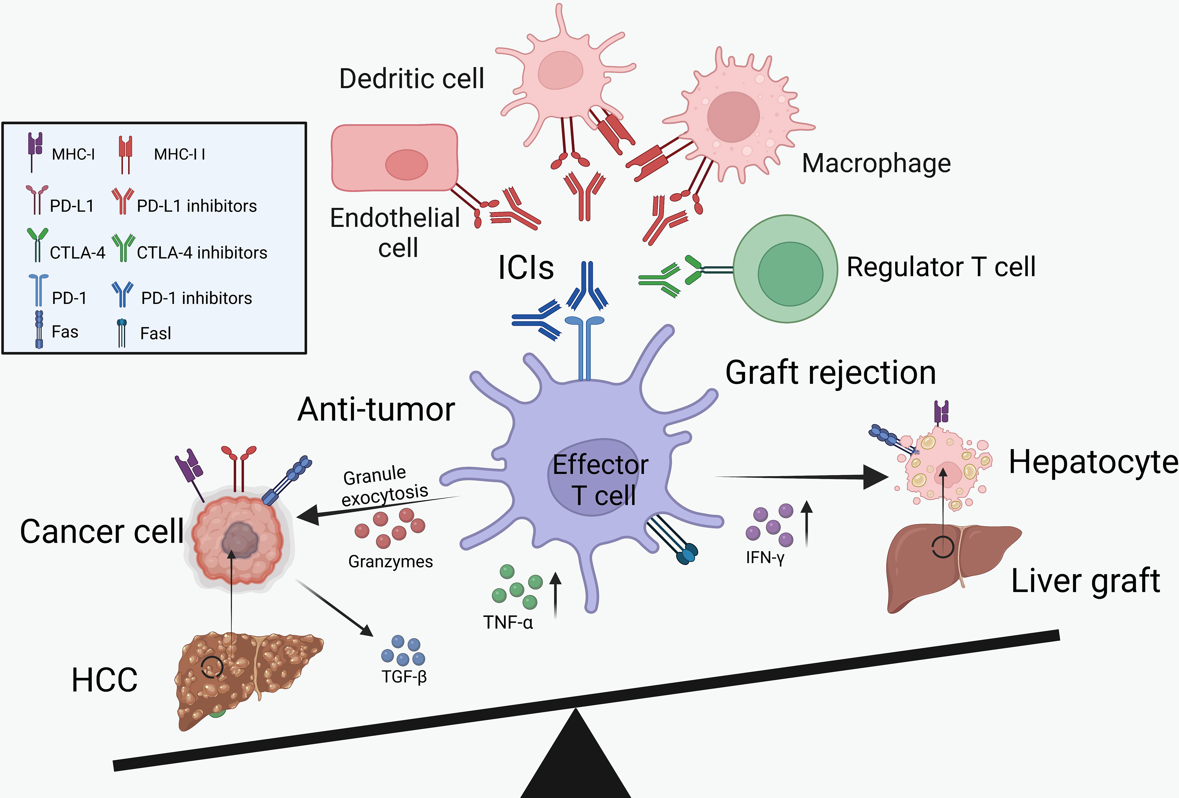 Frontiers | Immunotherapy for hepatocellular carcinoma recurrence