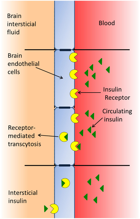 Frontiers Insulin in the Brain Its Pathophysiological