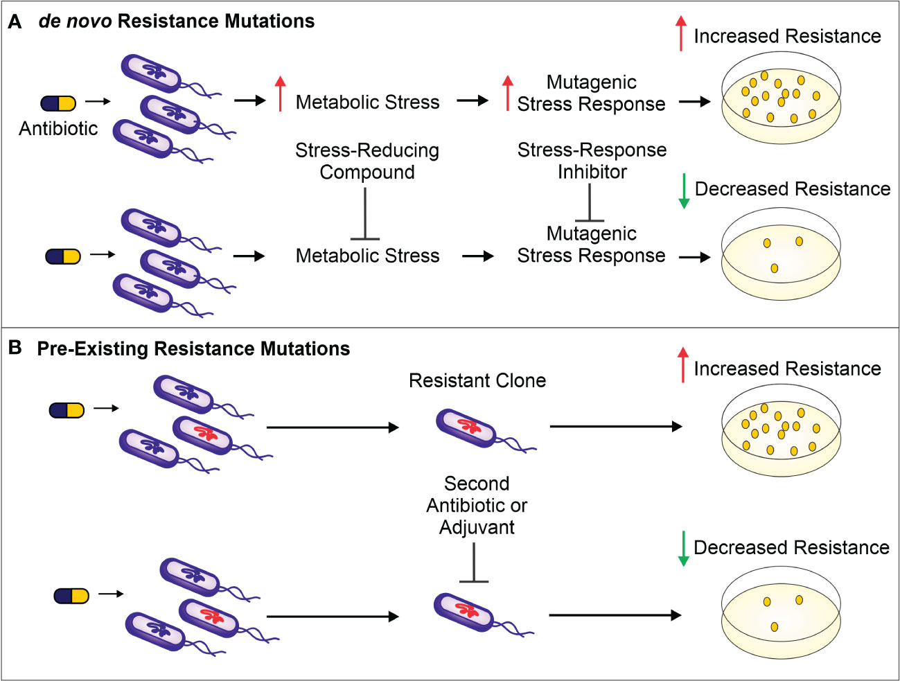 Frontiers  Selective Host Cell Death by Staphylococcus aureus: A Strategy  for Bacterial Persistence